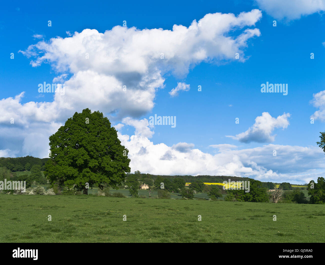 dh Eiche Baum Großbritannien One Tree Field Cotswold Landschaft cotswolds Sommer Felder einzigen uk Wiese blauen Himmel Bäume Wunderschönes england Stockfoto