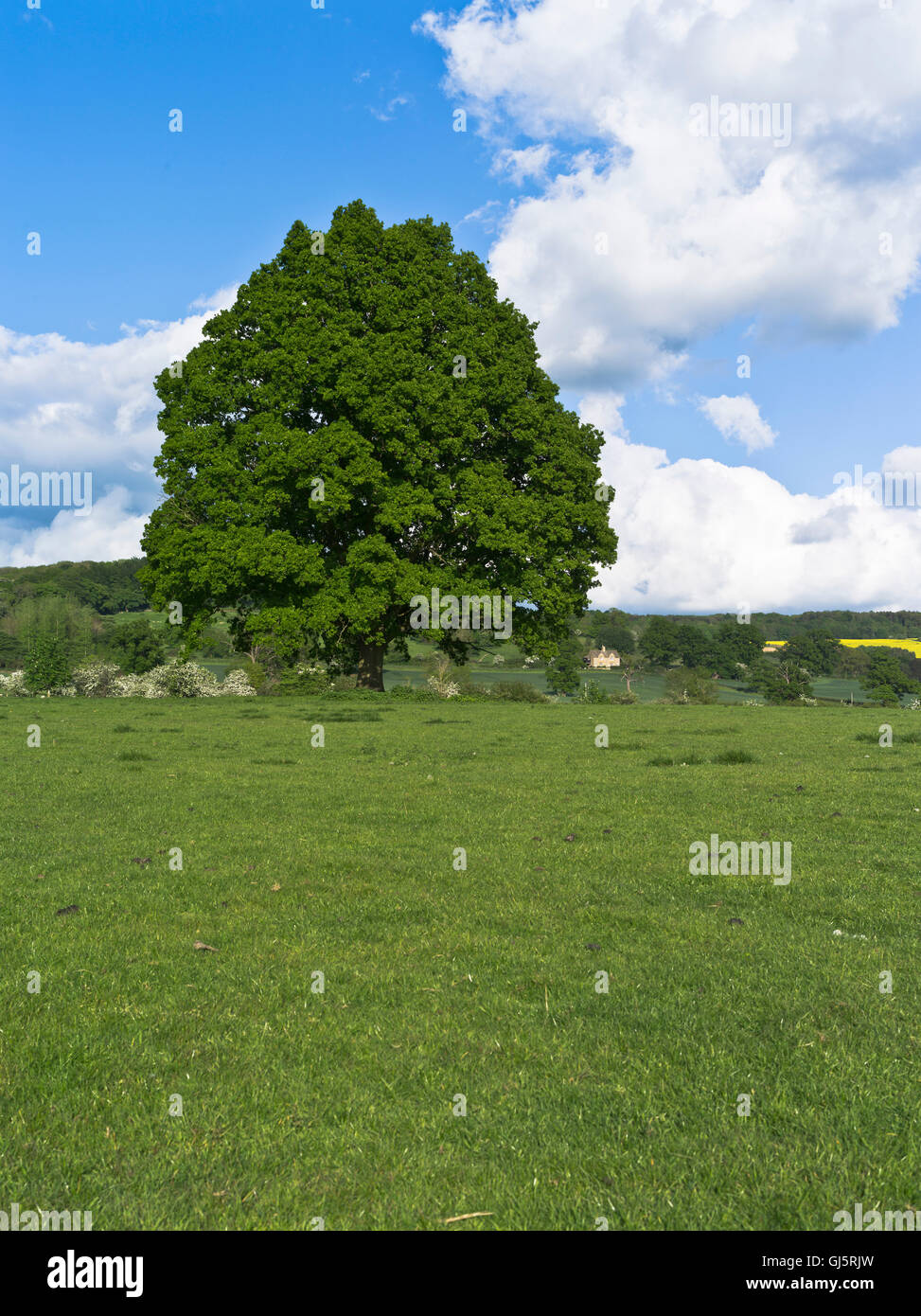 Dh Eiche Baum pflanzen baum feld Cotswold Landschaft einer britischen Landschaft Felder Stockfoto