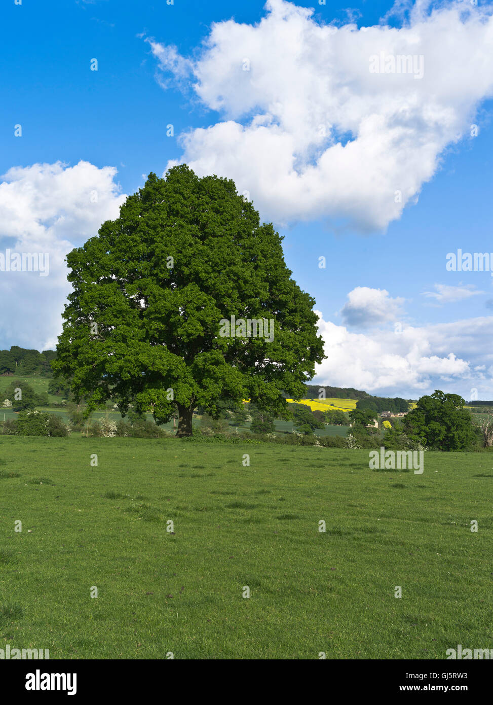 dh Eiche Baum UK ein schönes einzelnes Baumfeld Cotswold uk einjährige britische Bäume niemand Wiese Frühling Stockfoto