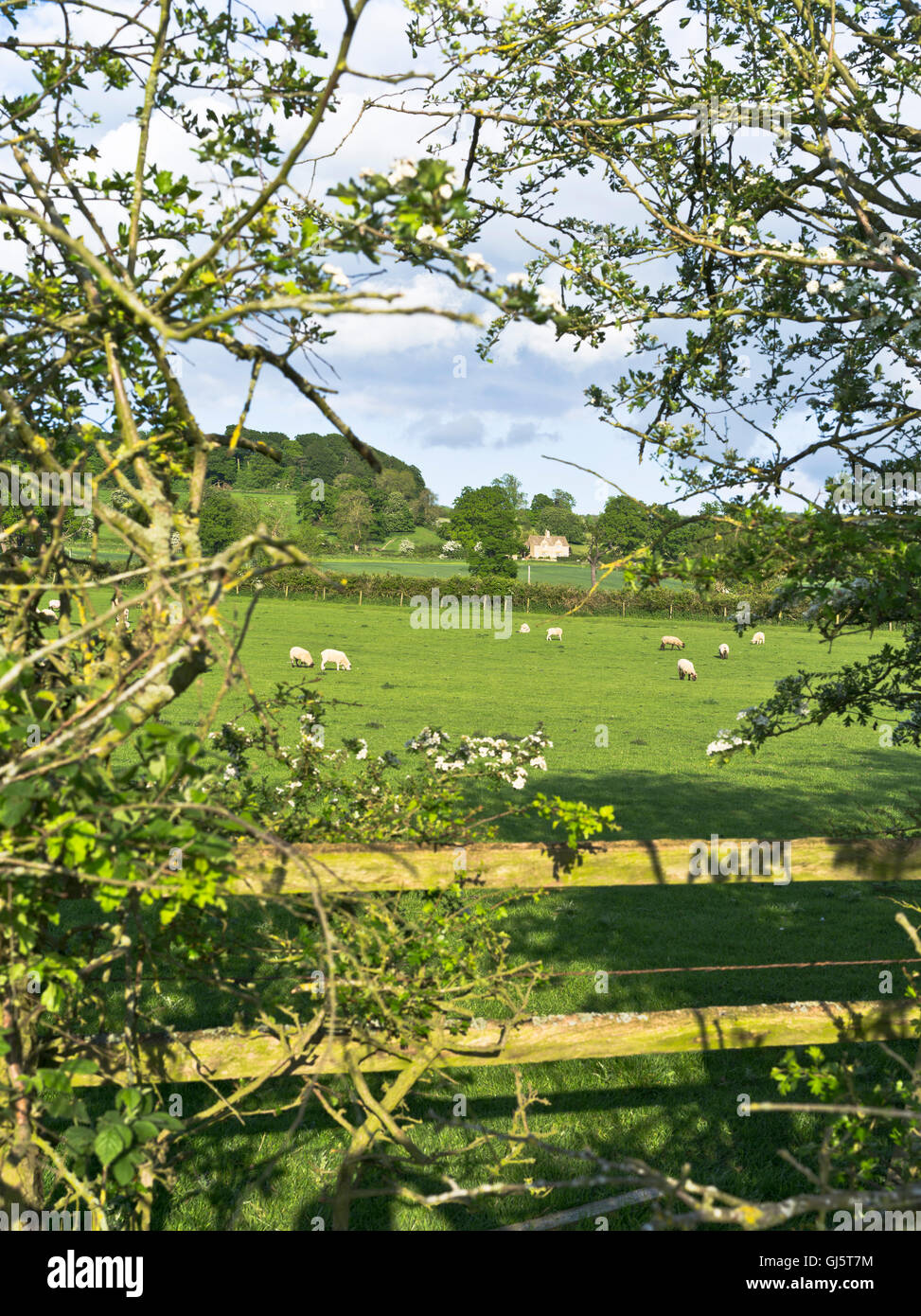 dh Englisch Landschaft uk COTSWOLDS GLOUCESTERSHIRE Springlammes Feld Sommer Schafe cotswolds ländliche Farm Felder England Ackerland schöne Landschaft Stockfoto