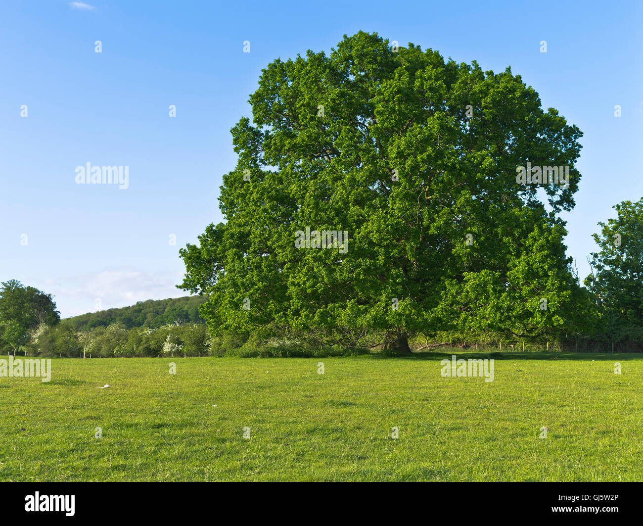 dh Englisch Eiche Bäume BAUM UK Cotswold Feld Einzelbaum großbritannien britisch niemand Bäume Sommer Himmel blau Frühling Wiese Stockfoto