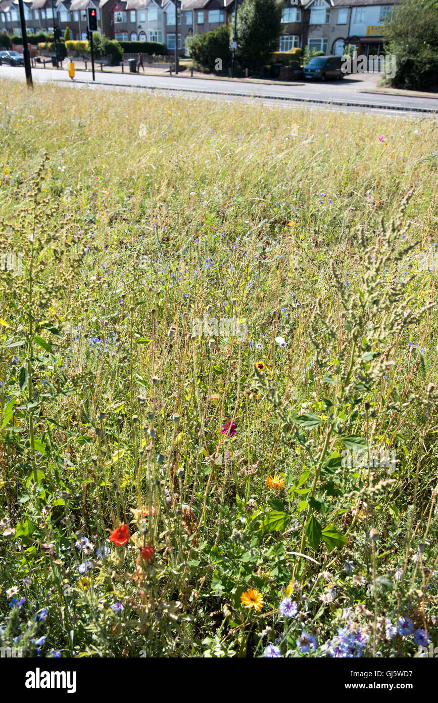 Sonnige Wildblumenwiese in einer britischen urbane Lage mit Verkehr und Häuser im Hintergrund Stockfoto