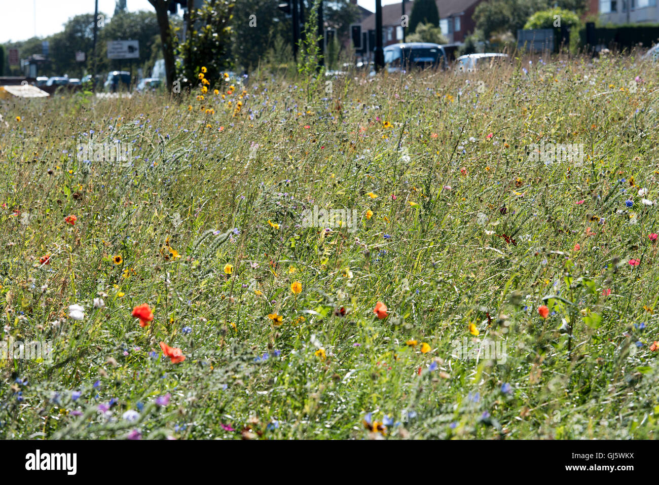 Sonnige Wildblumenwiese in einer britischen urbane Lage mit Verkehr und Häuser im Hintergrund Stockfoto