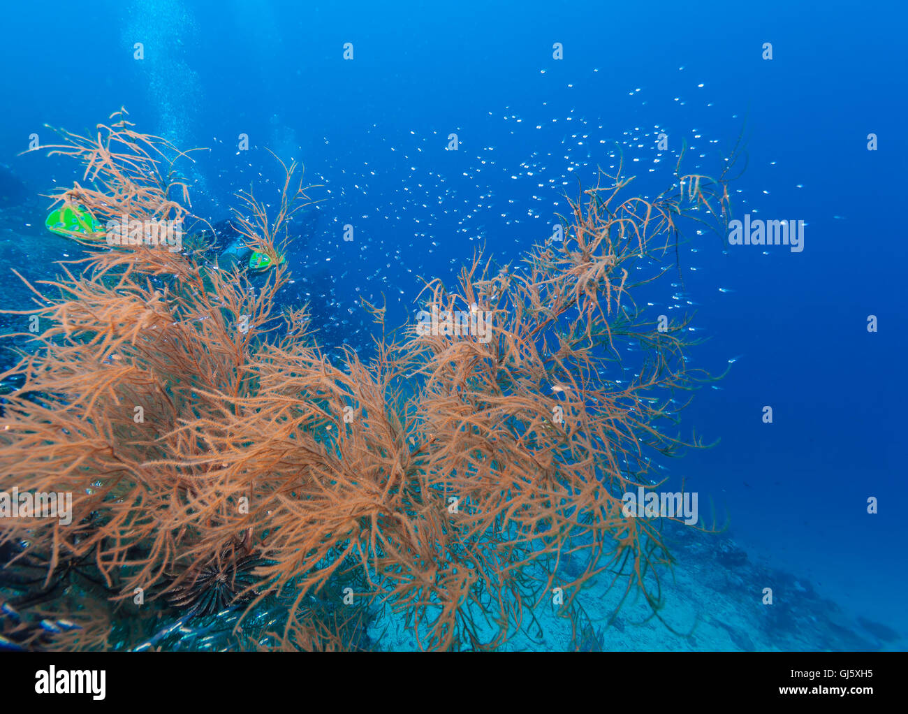 Bunten tropischen Riff-Landschaft mit Weichkorallen, Bali, Indonesien Stockfoto