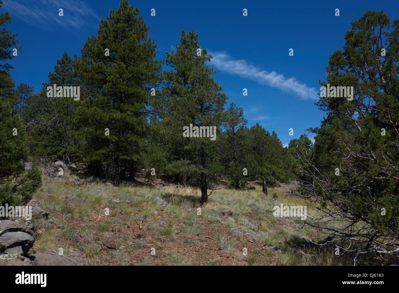 Pinien und felsigen Lebensraum. USA Stockfoto
