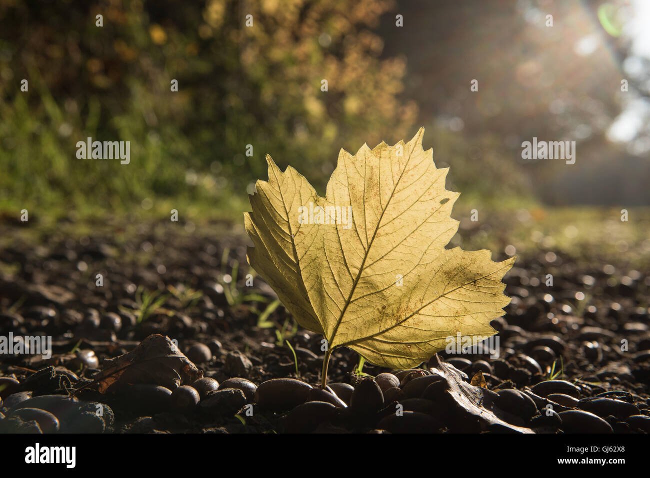 einzelne Ahornblatt auf dem Boden im Herbst Licht Stockfoto