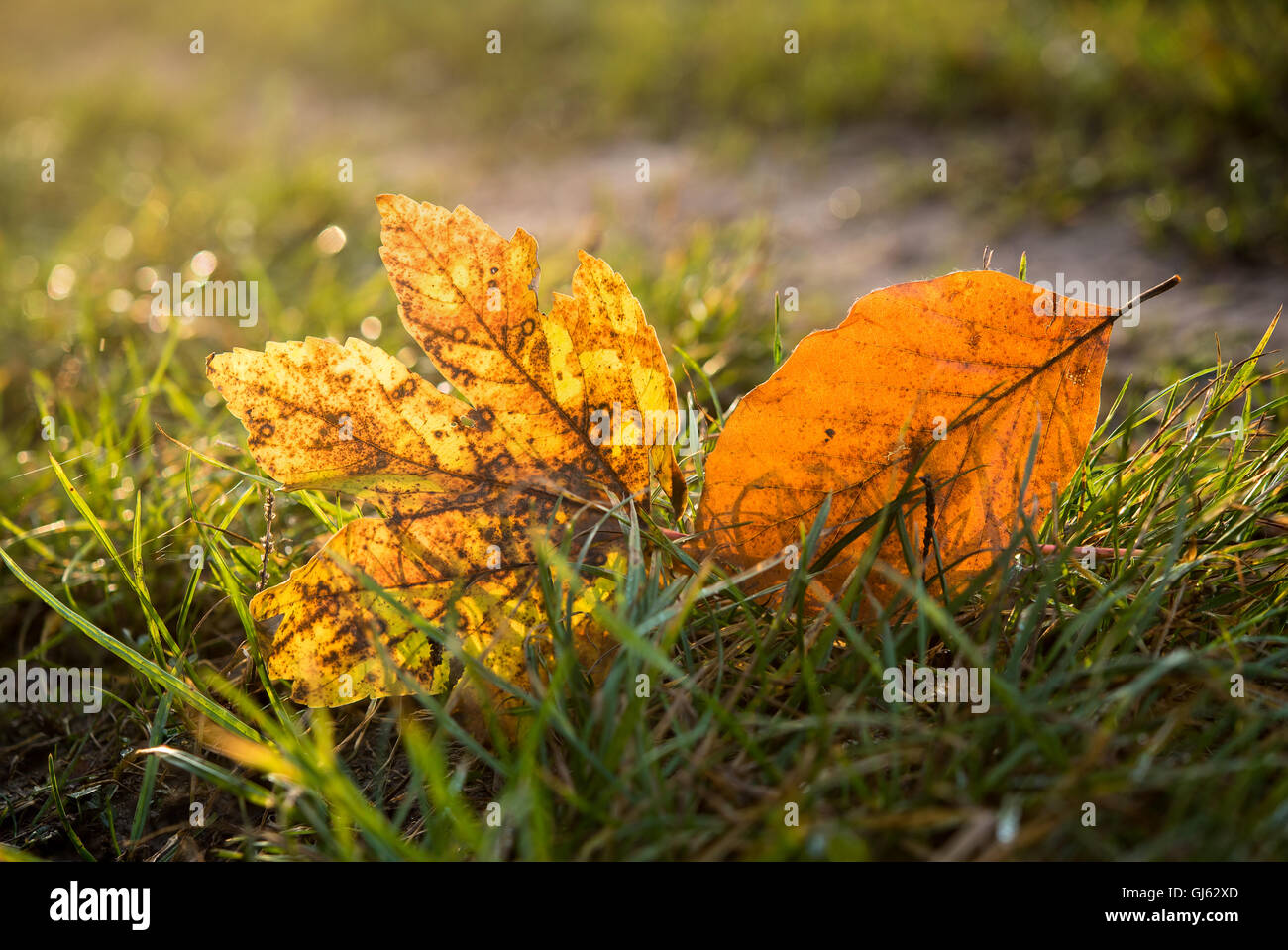 zwei leuchtende Herbstblätter in Grasgrün Stockfoto