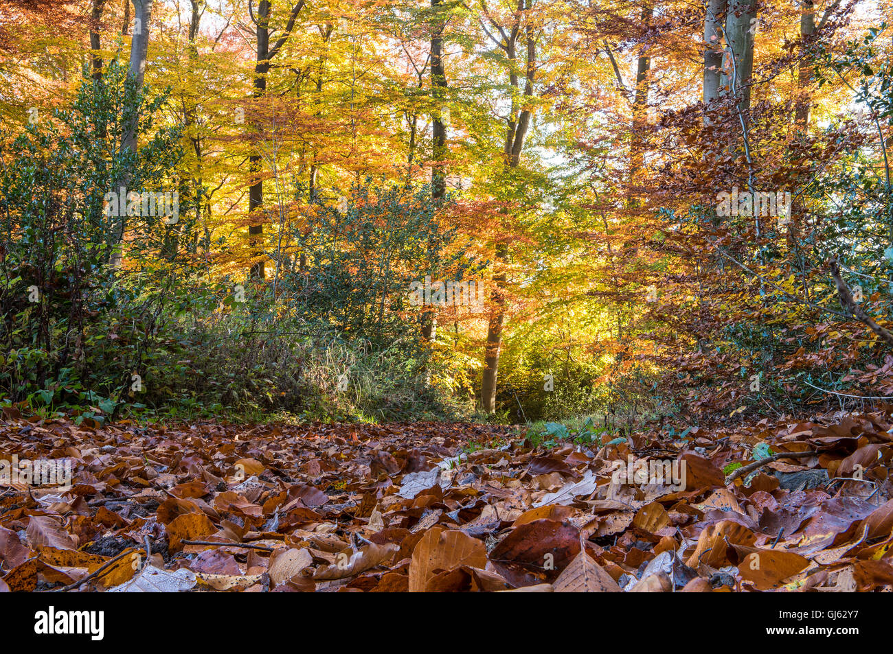 hellen Herbstwald mit Laub im Vordergrund Stockfoto