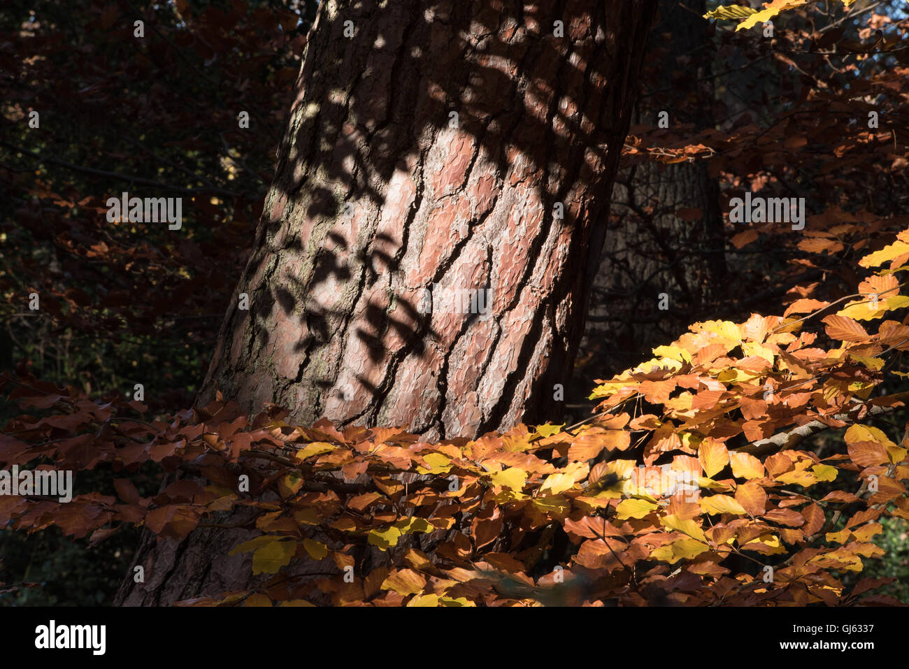 Sonne-Strahler an einem Baumstamm im goldenen Herbst Laub Stockfoto