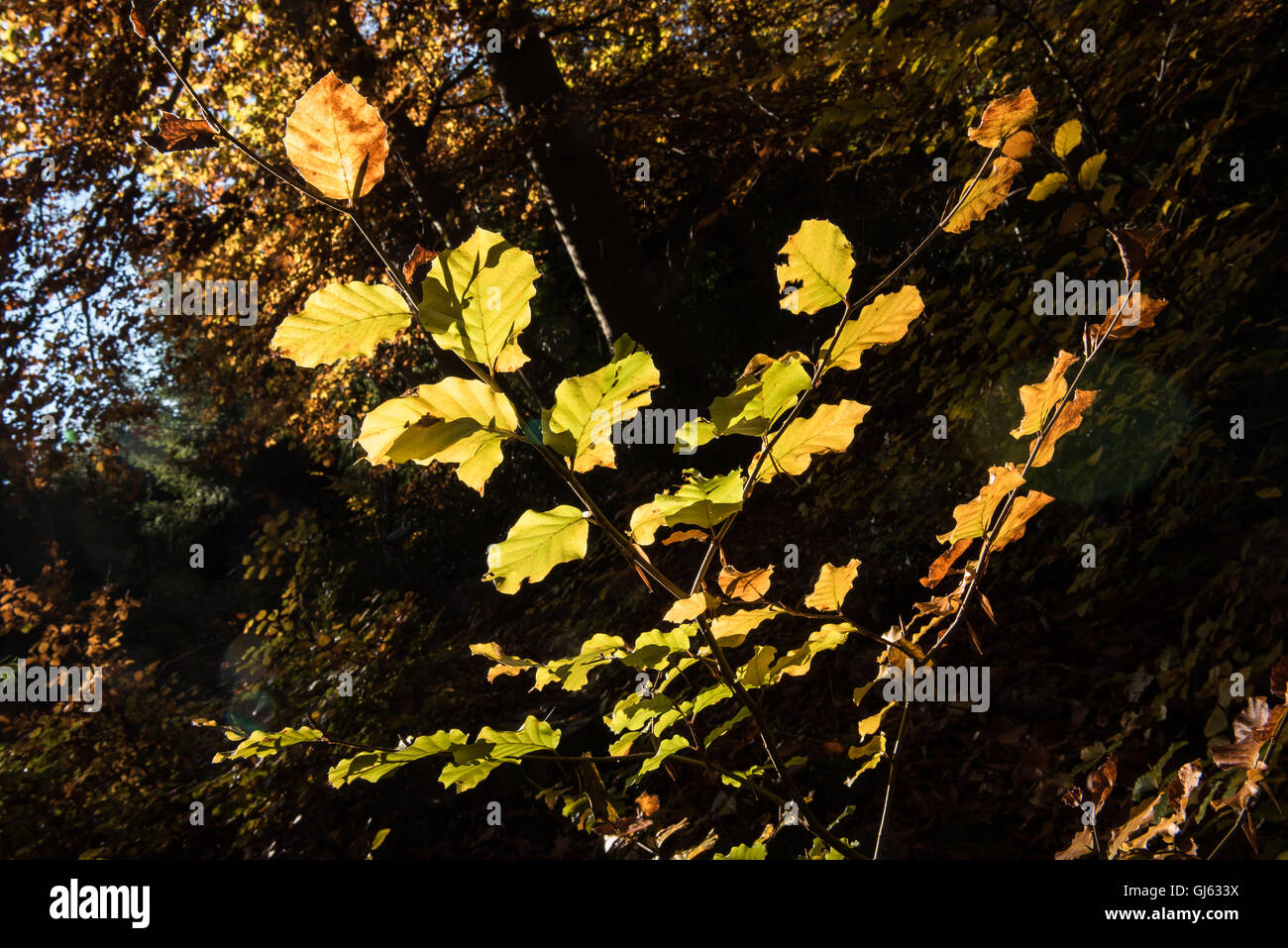goldene Blätter im Wald von der Herbst-Sonne beleuchtet Stockfoto