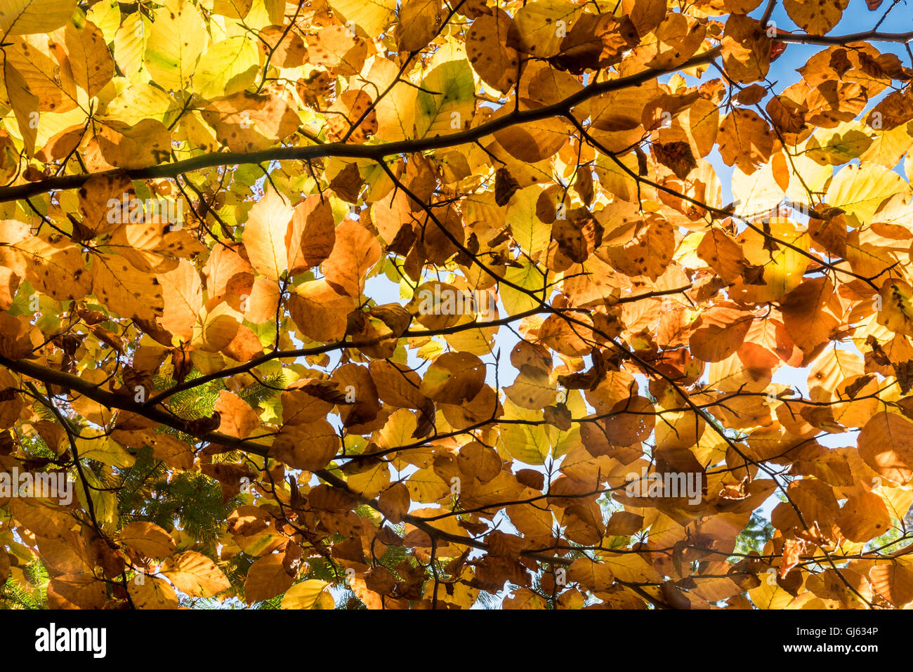 Herbst Blätter an einem Baum Bild Stockfoto