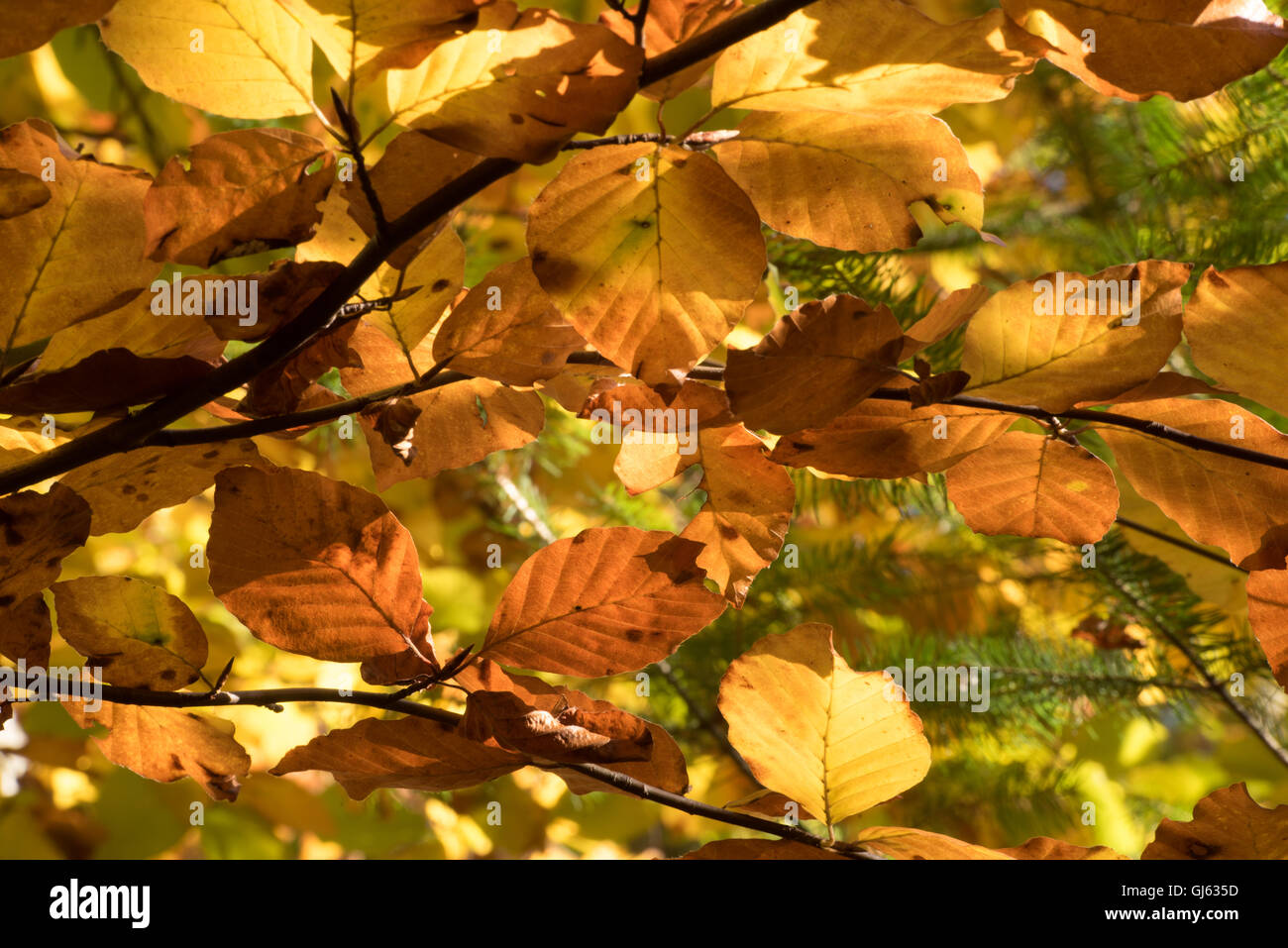 Schauen Sie durch ein Herbst Baum im Wald Stockfoto