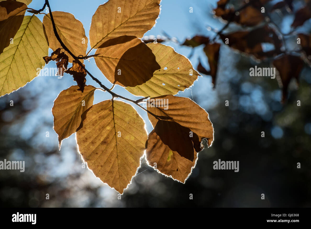 Sonnenlicht macht einen leichten Pony im Herbst die Buche auf einem Baum Blätter Stockfoto