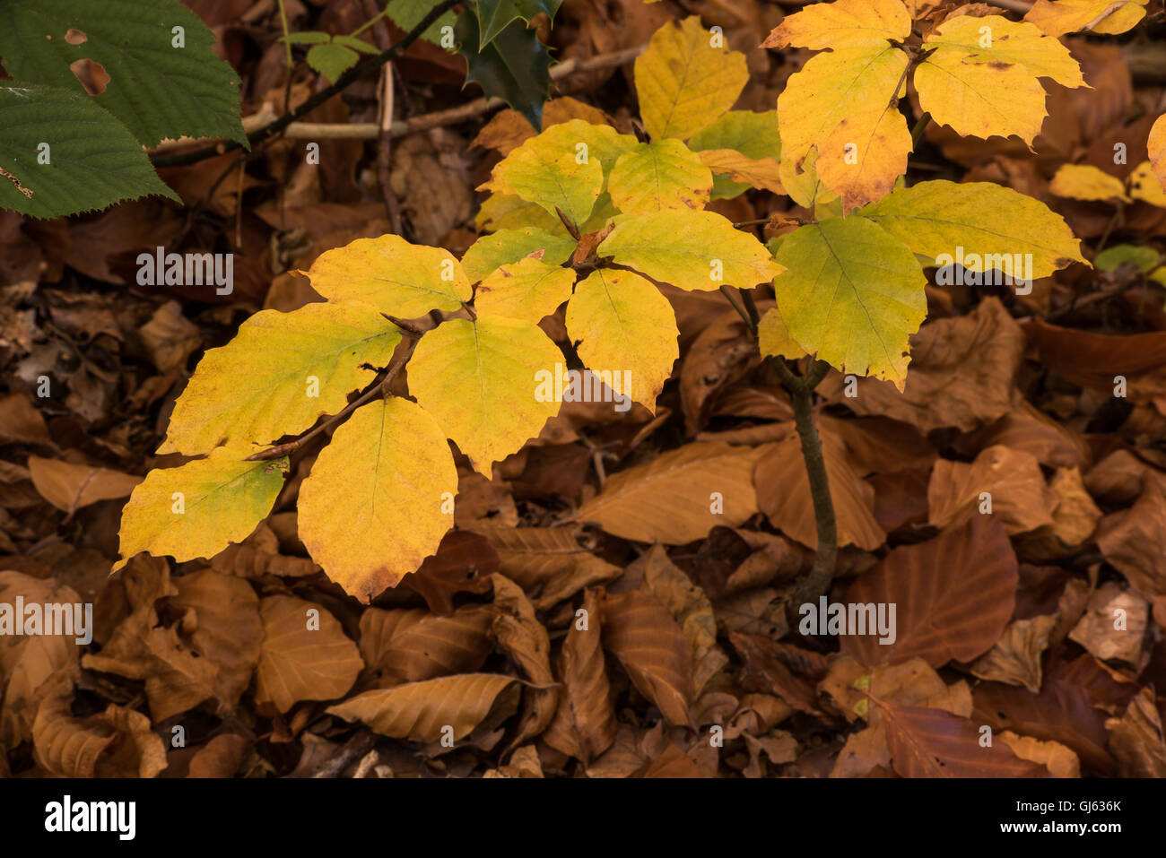 goldenen Buche Blätter im Wald über braune Laub Stockfoto