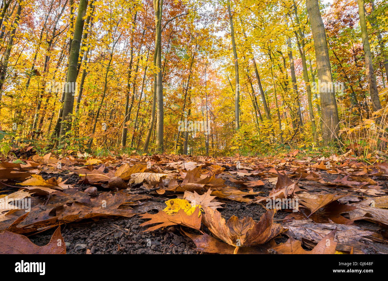 hellen Herbstwald mit Blättern im Vordergrund Stockfoto