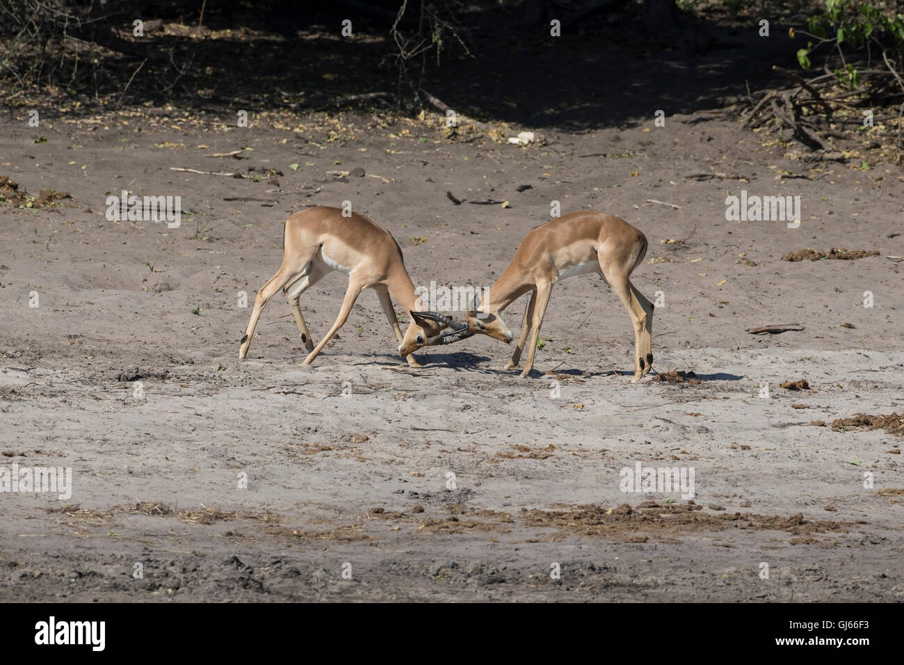 Impala Aepyceros Melampus mit ihren Hörnern gesperrt und kämpfen Stockfoto