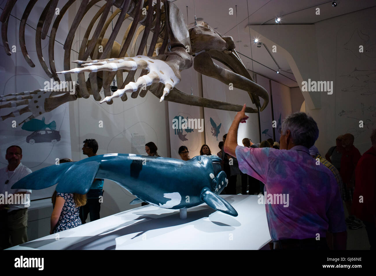 Skelett eines Nordatlantik Recht Wals an der Karlsruher Naturkundemuseum Karlsruhe Baden-Württemberg Deutschland Stockfoto
