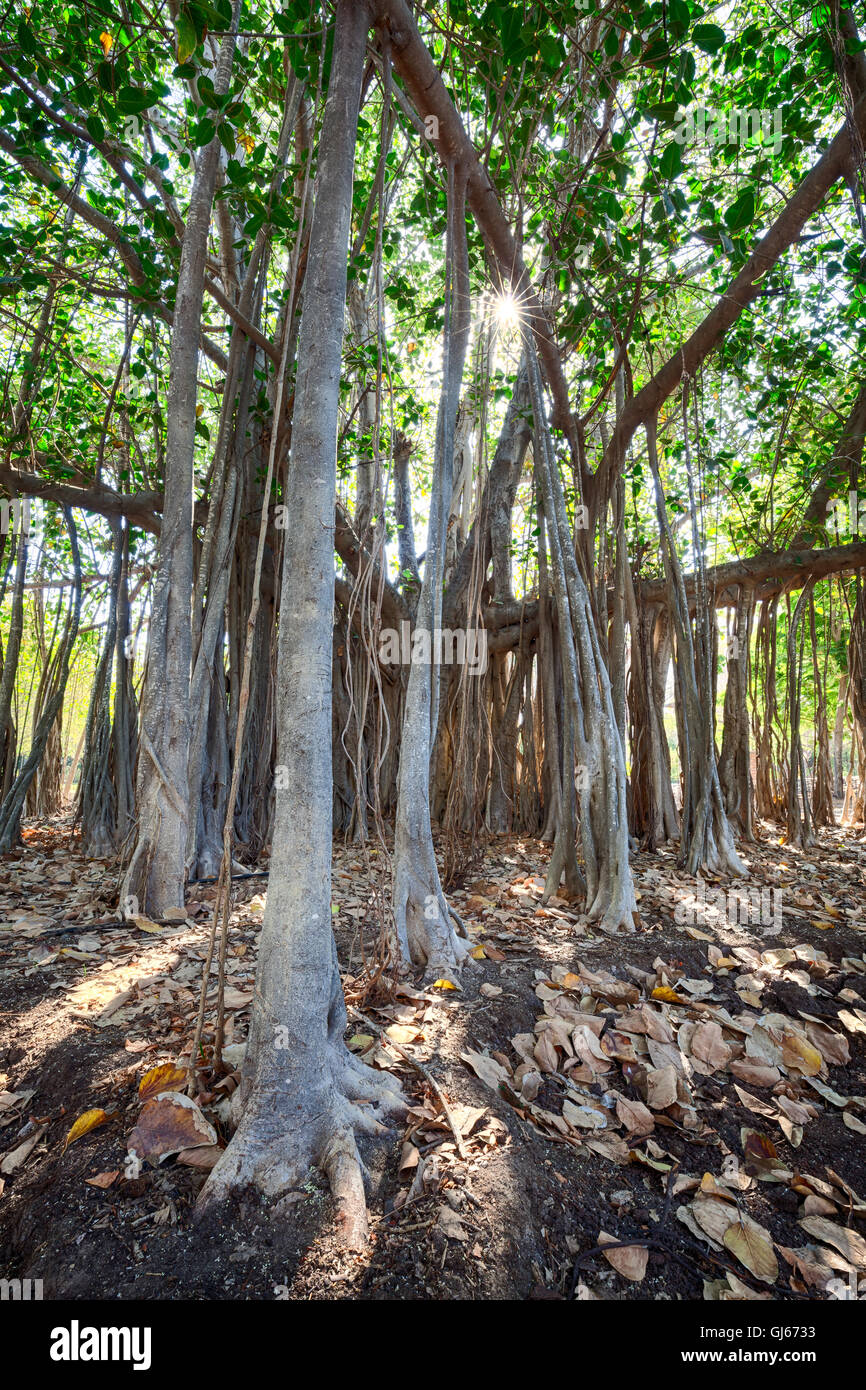 Ein riesiger Banyan-Baum schmückt der Jardin Botanico von Los Mochis, Sinaloa, Mexiko. Stockfoto