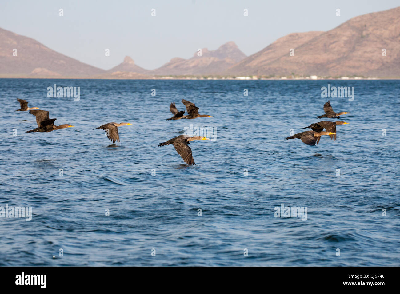 Kormorane gleiten über die Bucht von Topolobampo, Sinaloa, Mexiko. Stockfoto
