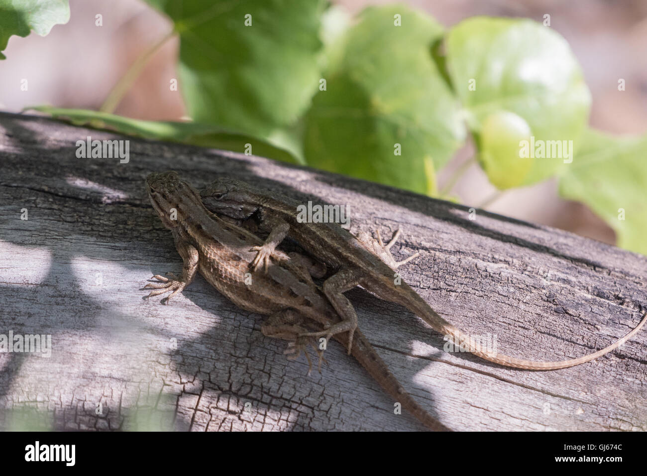 Umwerben südwestlichen Zaun Eidechsen, (Sceloporus Cowlesi), Rio Grande Nature Center State Park, Albuquerque, New Mexico, USA. Stockfoto