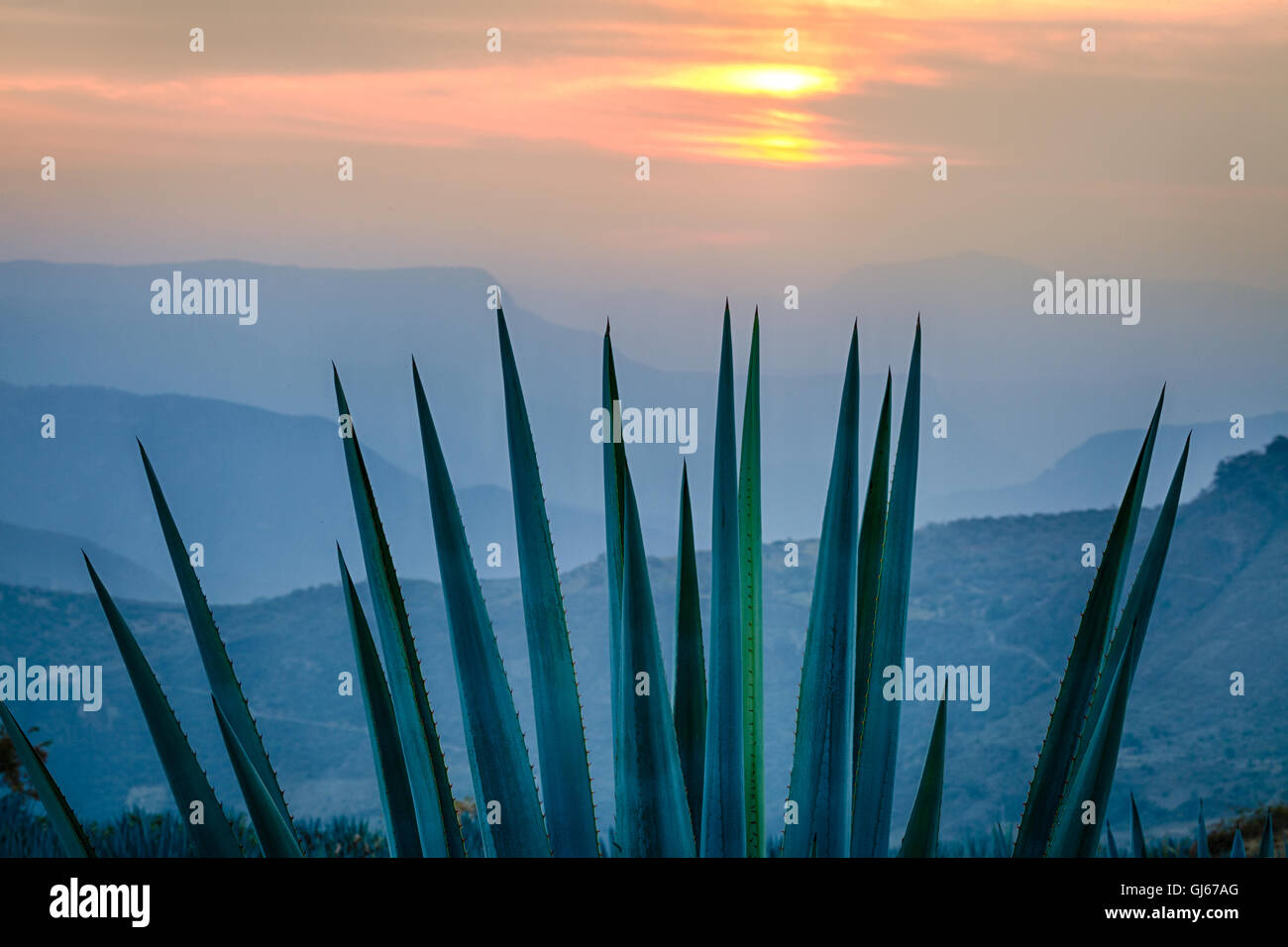 Blaue Agave bei Sonnenaufgang in der Nähe von Tequila, Jalisco, Mexiko. Stockfoto