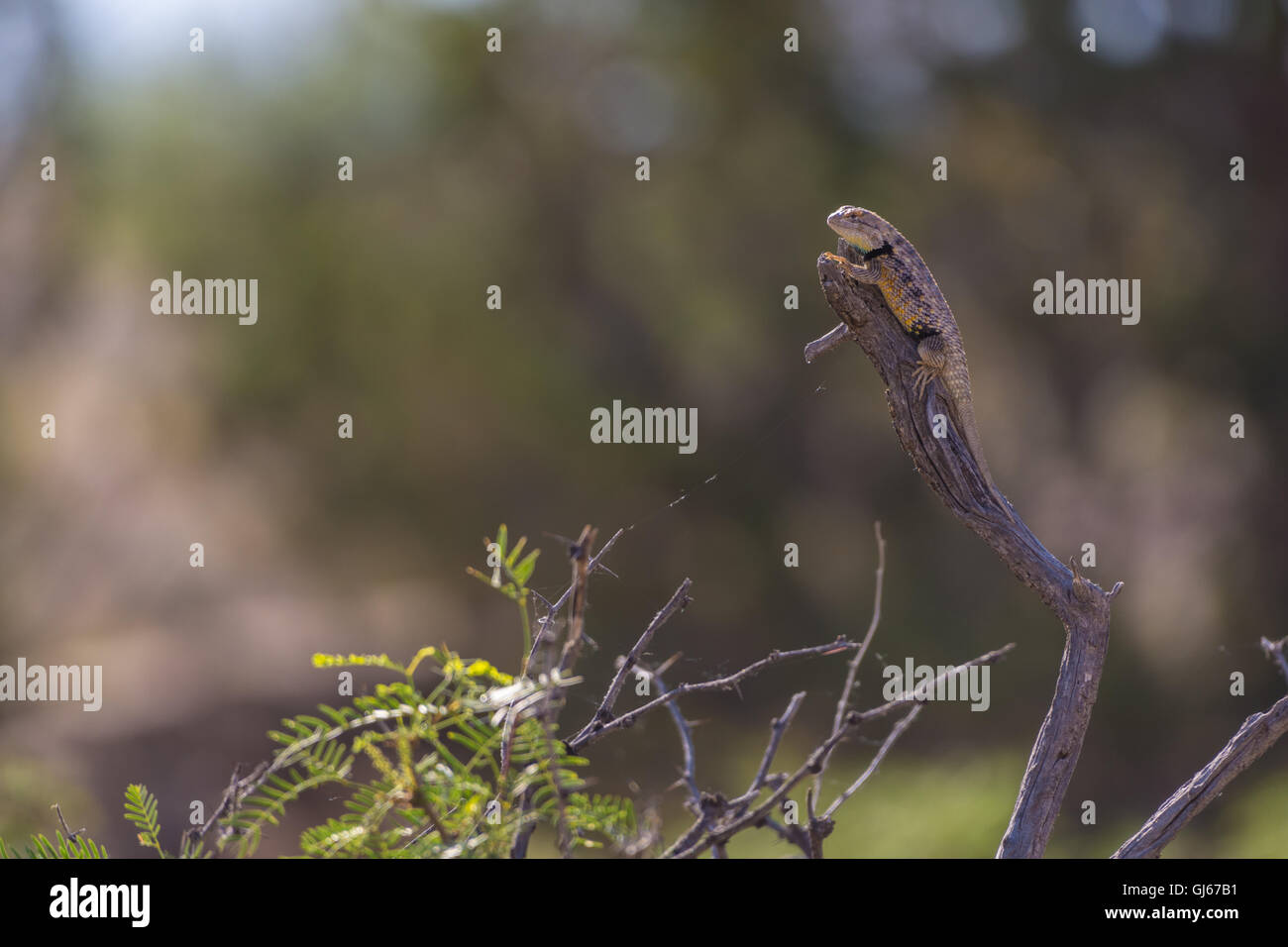 Männliche Twin gesichtet Spiny Lizard, (Sceloporus Bimaculosus), Sevilleta National Wildlife Refuge, New Mexico, USA. Stockfoto