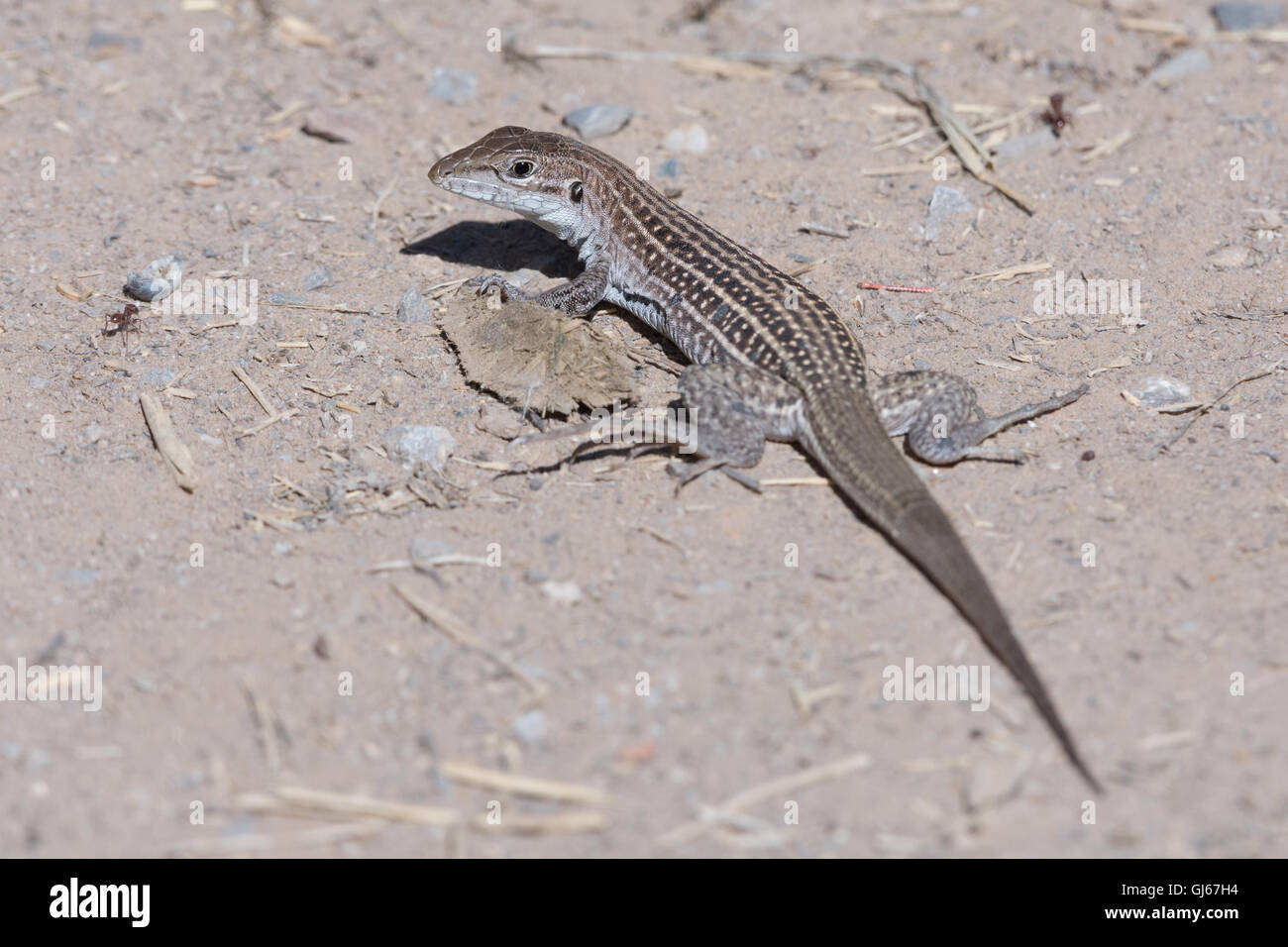 Chihuahua entdeckt WHiptail, (Aspidoscelis Exanguis), Rio Grande Nature Center State Park, Albuquerque, New Mexico, USA. Stockfoto