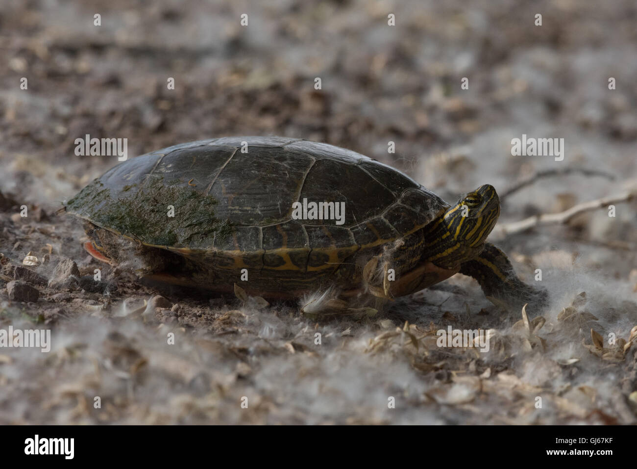 Weibliche Western bemalt Schildkröte, (Chrysemys Picta Bellii), auf der Suche nach einer Verschachtelung Lage.  Bosque del Apache NWR, New Mexico. Stockfoto