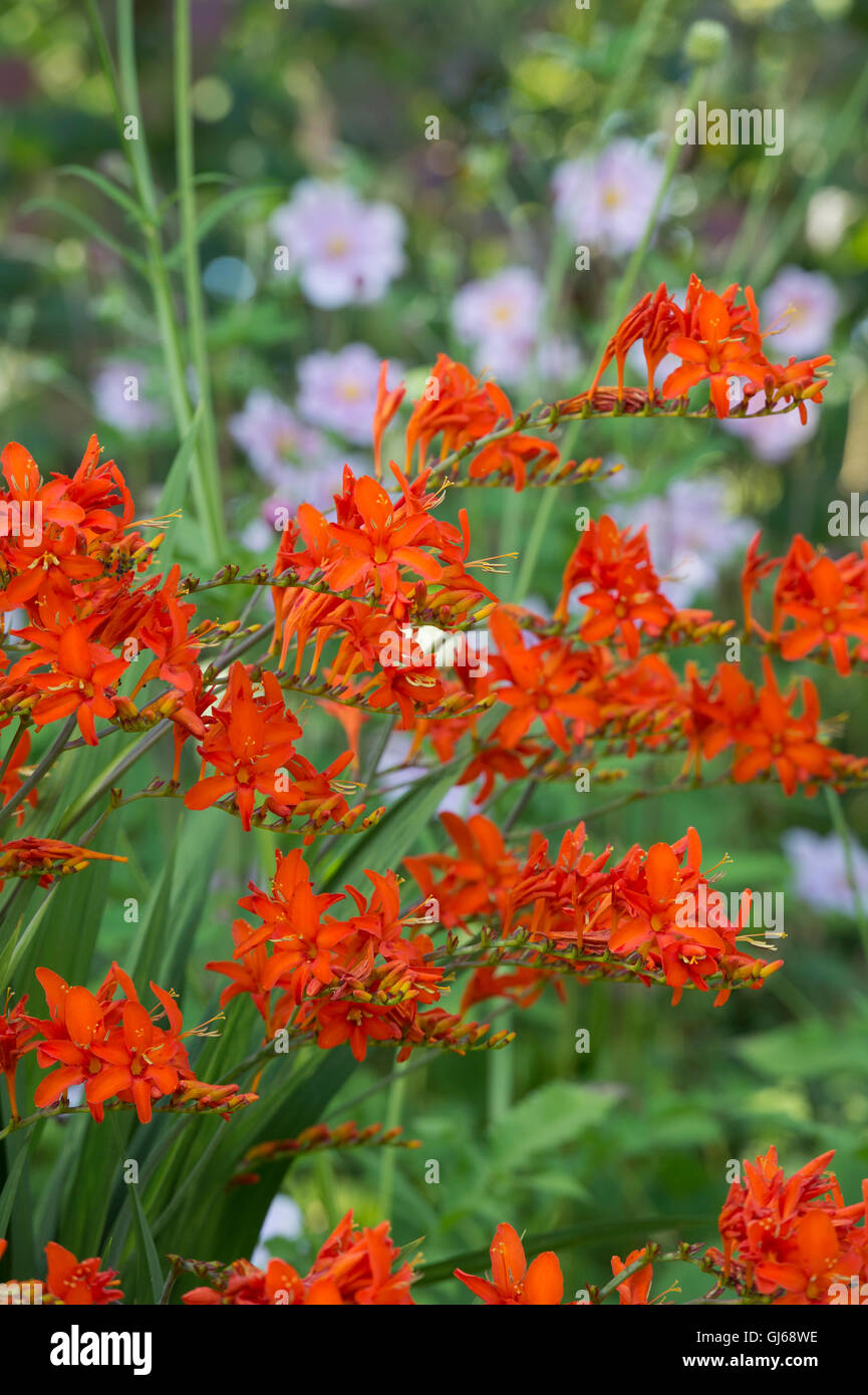 Crocosmia Orange Teufel. Montbretia 'Orange Devil' Blumen Stockfoto