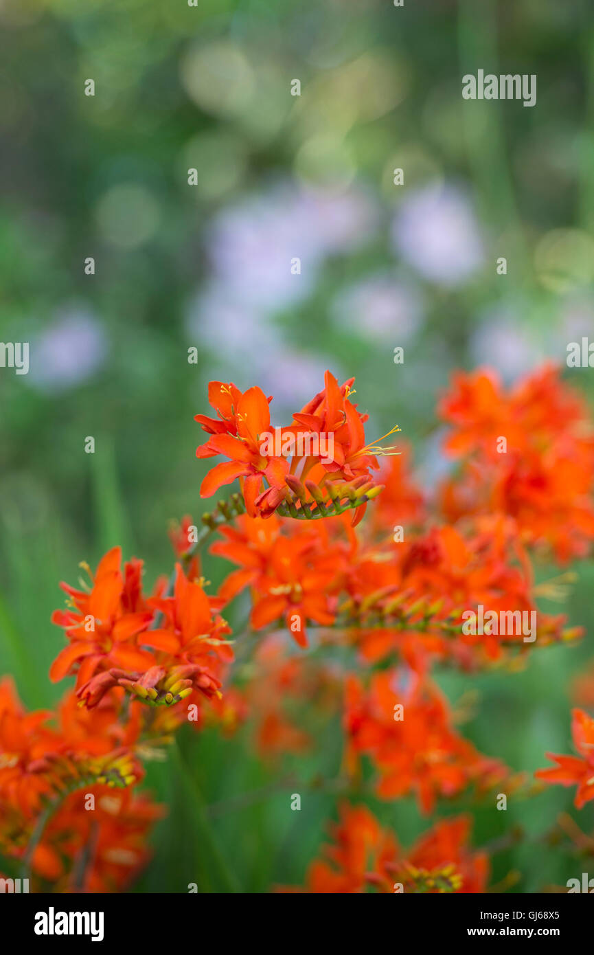 Crocosmia Orange Teufel. Montbretia 'Orange Devil' Blumen Stockfoto