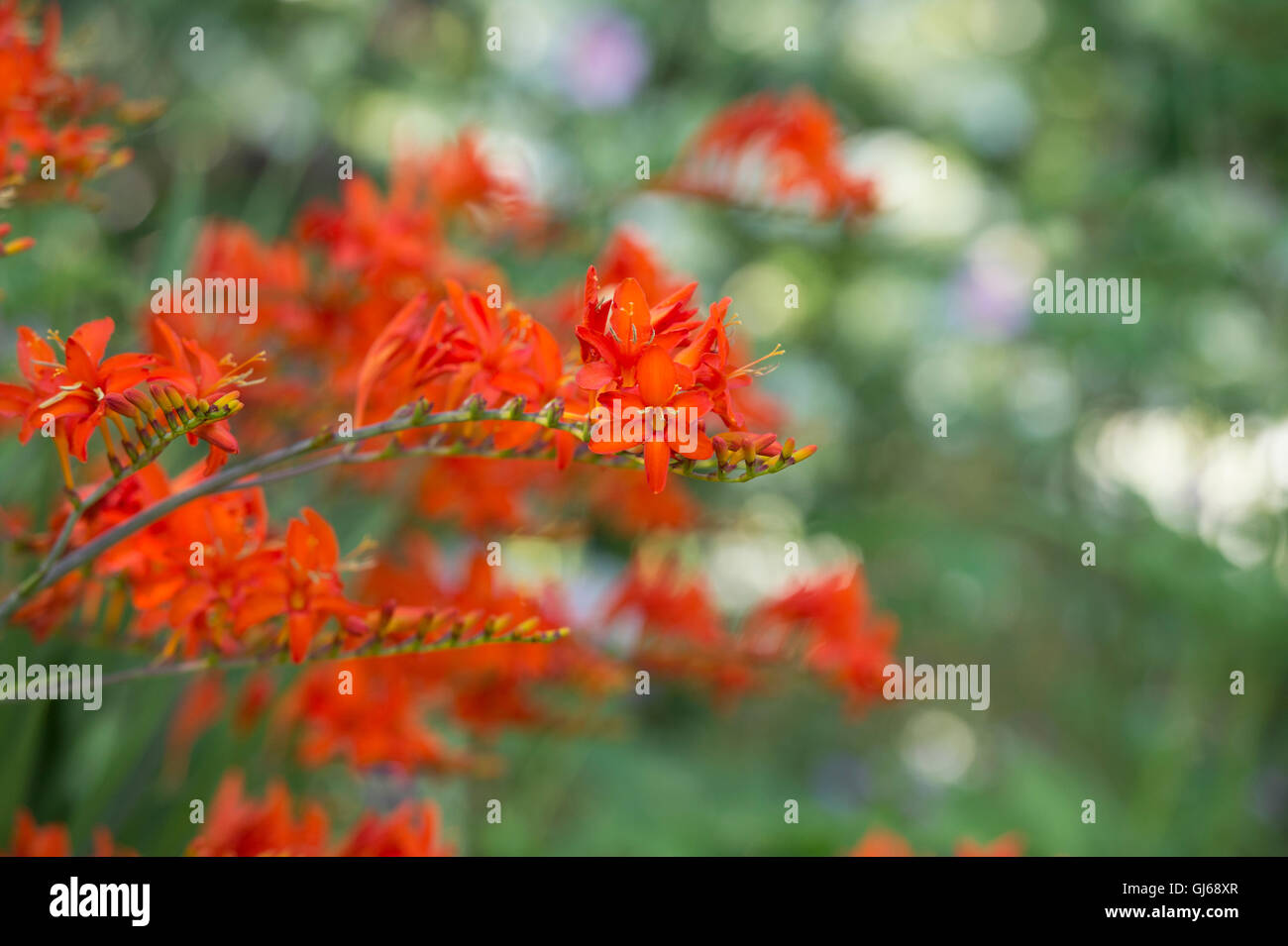 Crocosmia Orange Teufel. Montbretia 'Orange Devil' Blumen Stockfoto