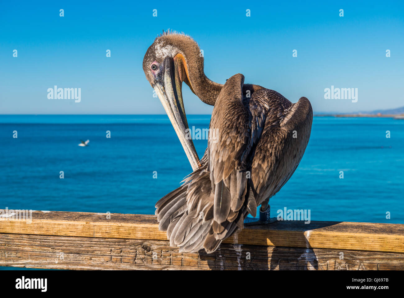 Braune Pelikan Stockfoto