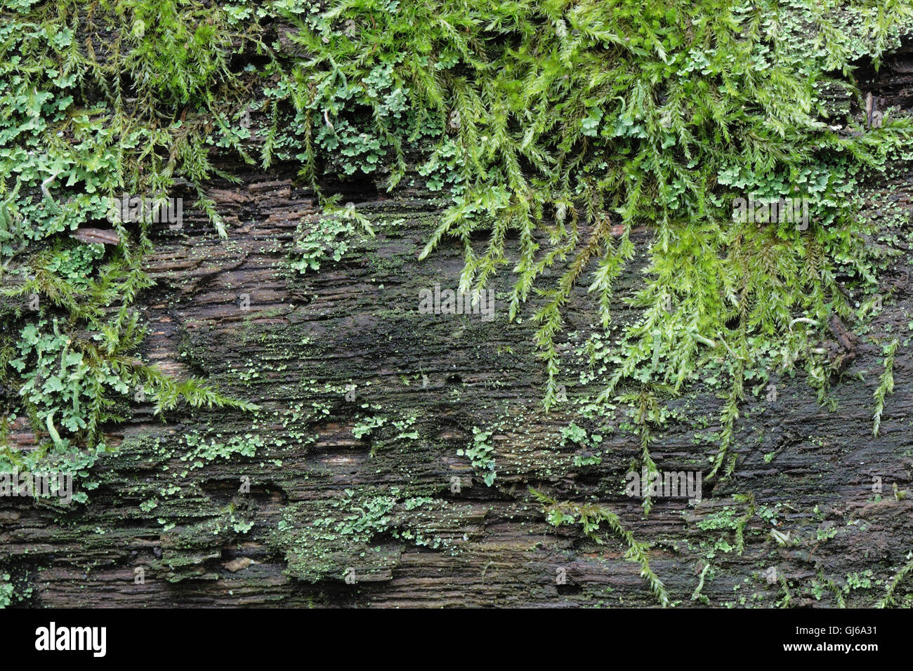 Moos texturiert Stockfoto