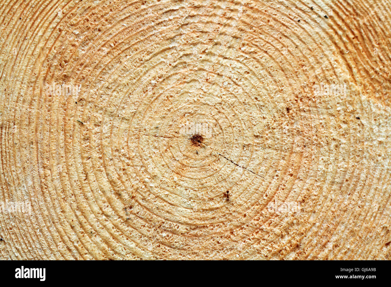 Jahrringe Stockfoto