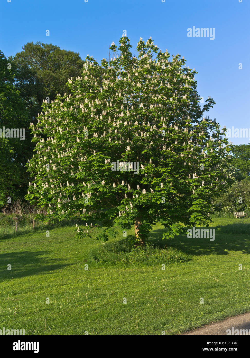 dh Chesnut TREE UK Rosskastanie blühende Bäume großbritannien Blume Einzelbaum Stockfoto