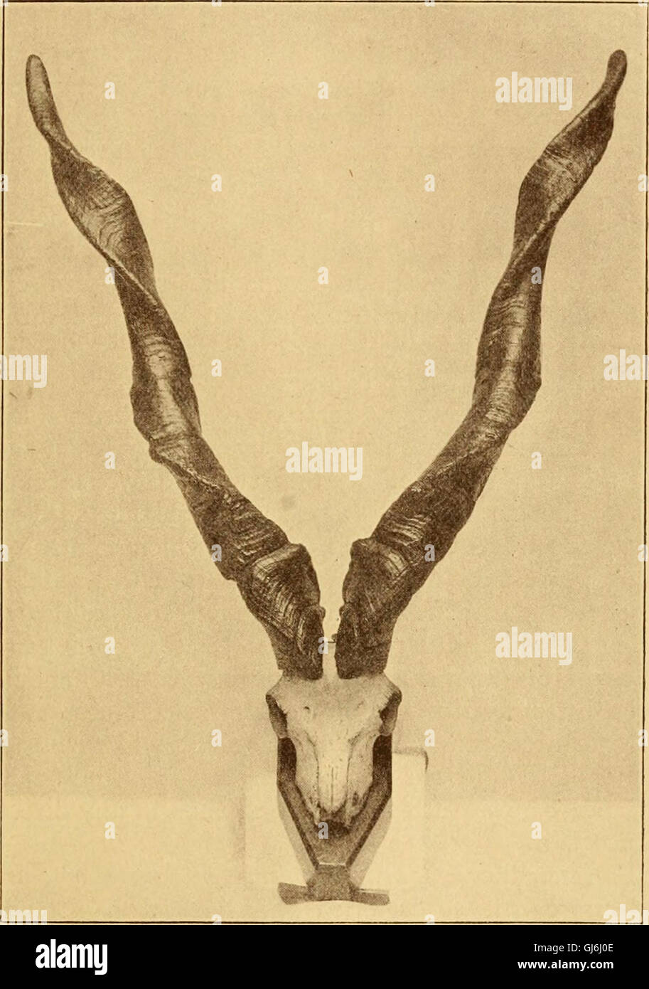 Die Wildtiere von Indien, Birma, Malaya und Tibet; als neue und überarbeitete Auflage von "Das große und kleine Spiel von Indien, Burma und Tibet," (1907) Stockfoto