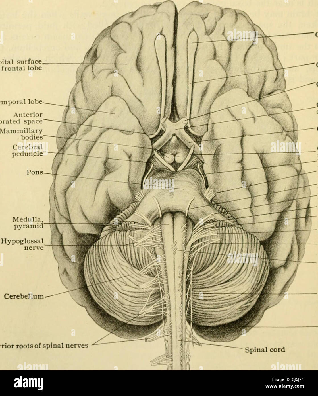 Menschliche Anatomie, einschließlich Struktur, Entwicklung und praktischen Erwägungen (1911) Stockfoto