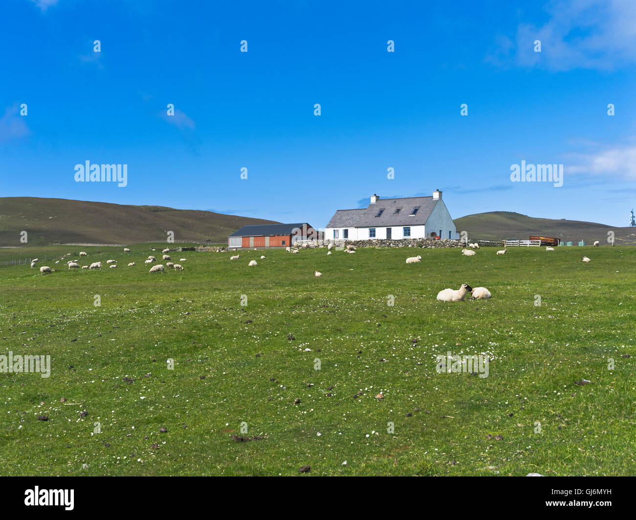 dh Schottland Croft SCOTTISH ISLES FAIR ISLE SCOTLAND Farmhouse Field Von Schafen weiße Hütte Stockfoto