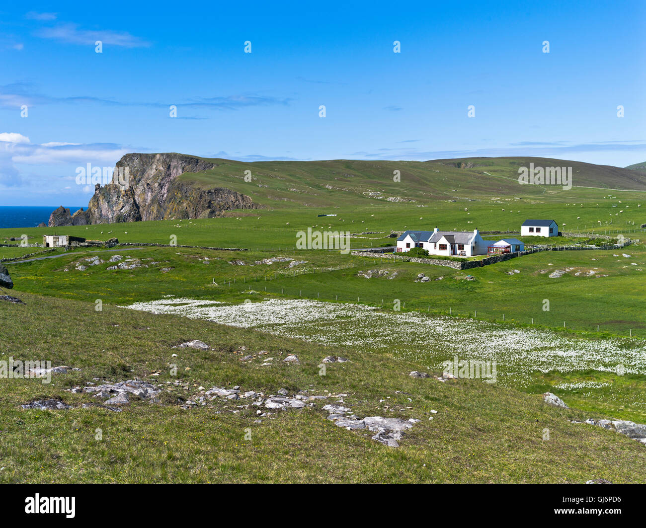 dh FAIR ISLE SHETLAND Cottage Haus Moor Baumwollfeld Stockfoto