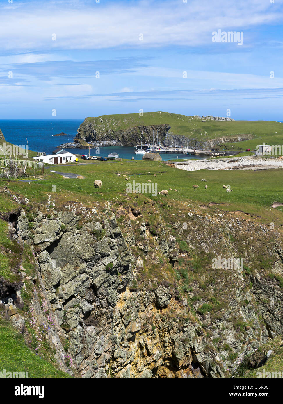 Dh North Haven FAIR ISLE SHETLAND Seacliff Schafe Herde weiden North Haven Bu Ness Landschaft Stockfoto