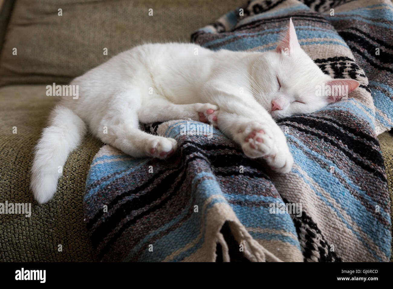 Schläfrige Katze liegend auf einer Decke. Stockfoto