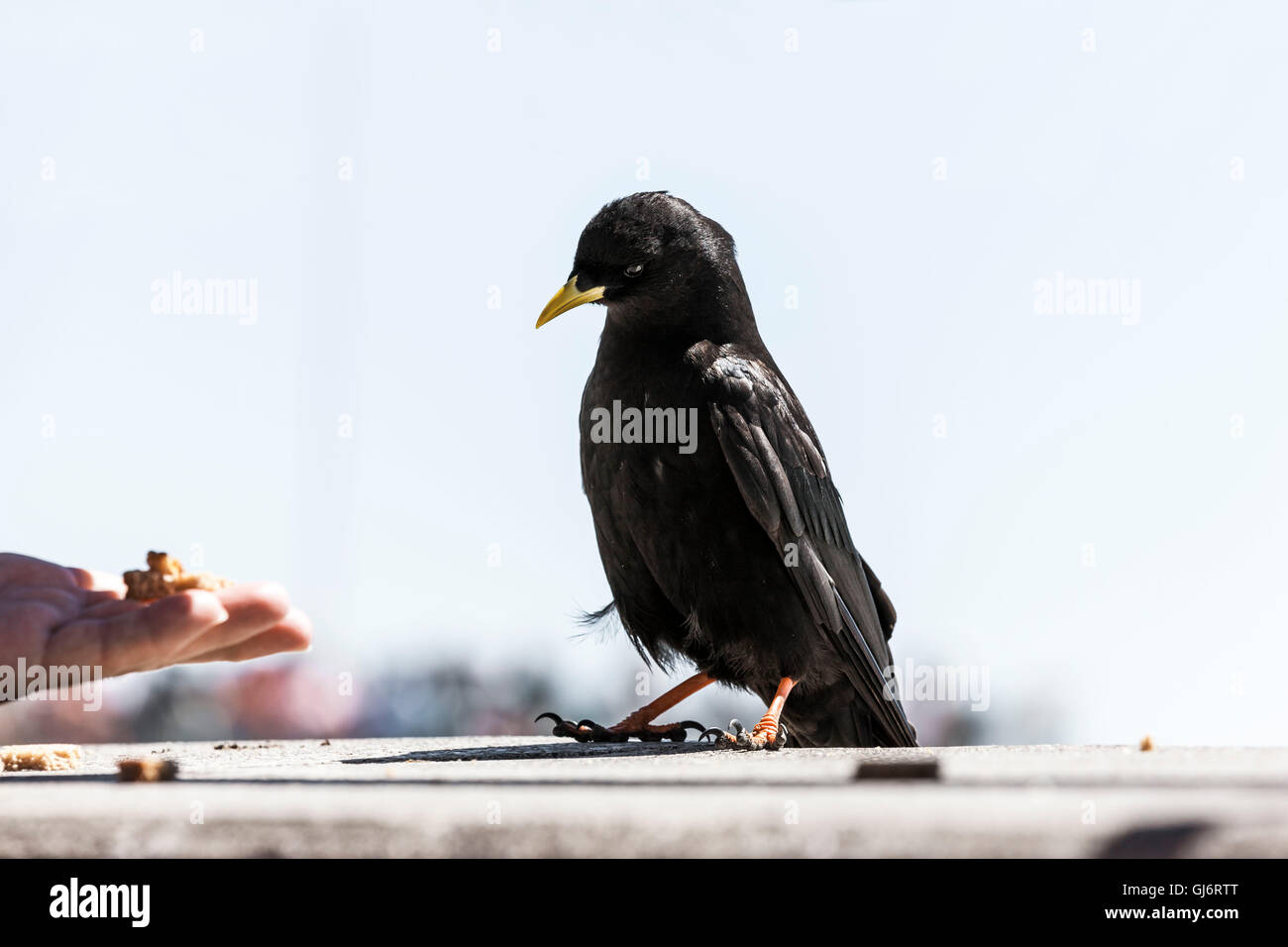 Alpine Alpenkrähe Vertrauen Stockfoto