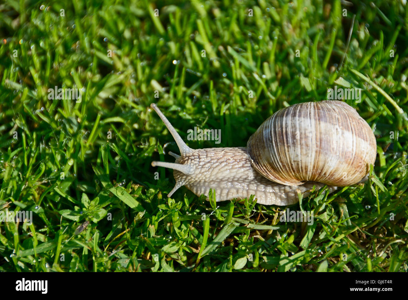 Escargot umkehren Stockfoto