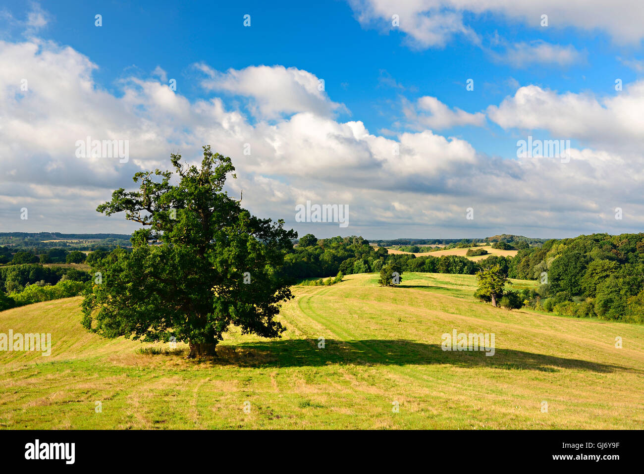 Einzelnester alte Eiche (Quercus SP.), Hügel Landschaft, Mecklenburgische Schweiz, in der Nähe von Teterow, Mecklenburg-West Pomerania, Deutschland Stockfoto