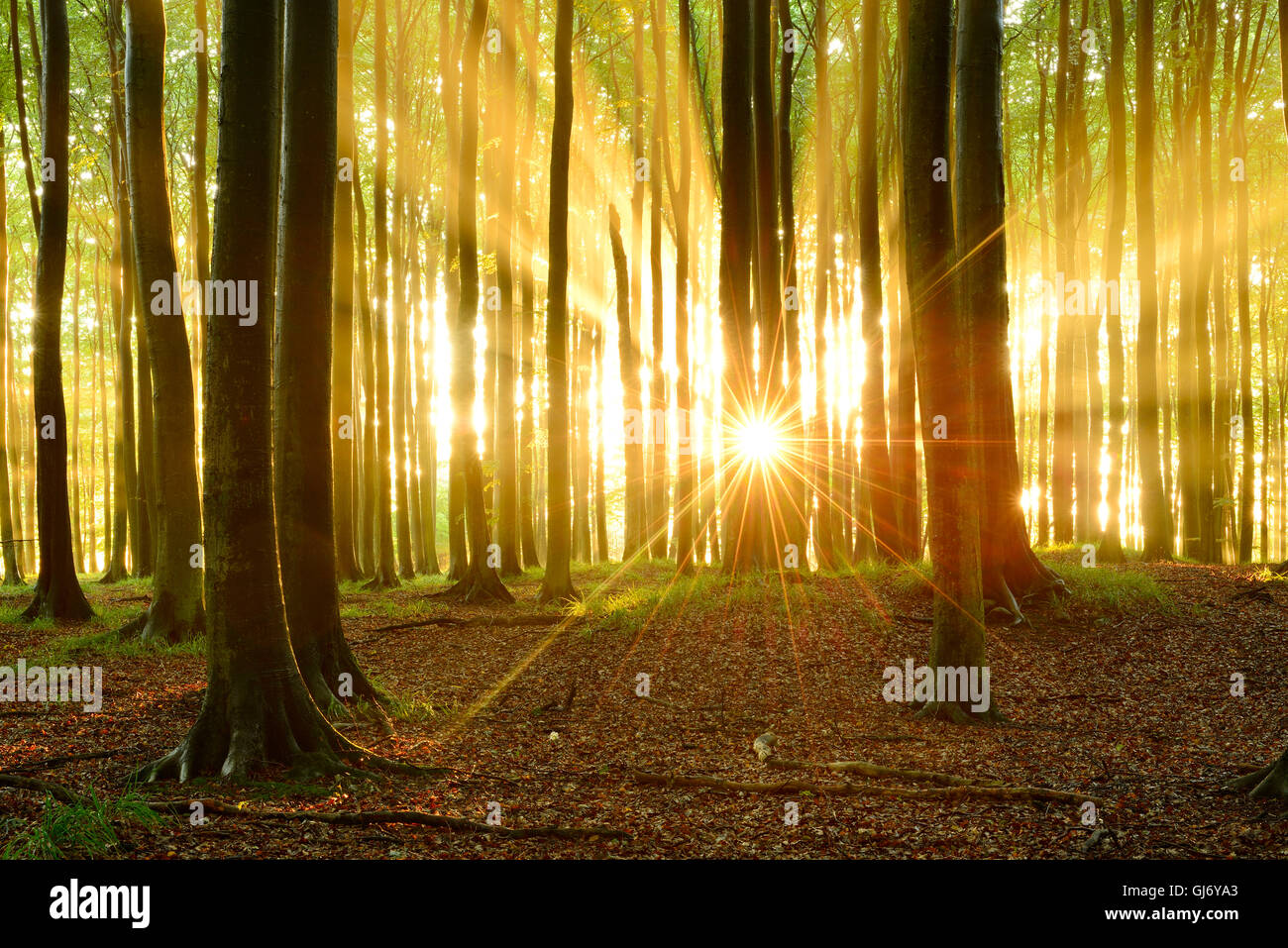 Sonnenstrahlen in den naturnahen Buchenwald nach Dusche, Stubnitz, Nationalpark Jasmund, Insel Rügen, Mecklenburg-West Pomerania, Deutschland Stockfoto