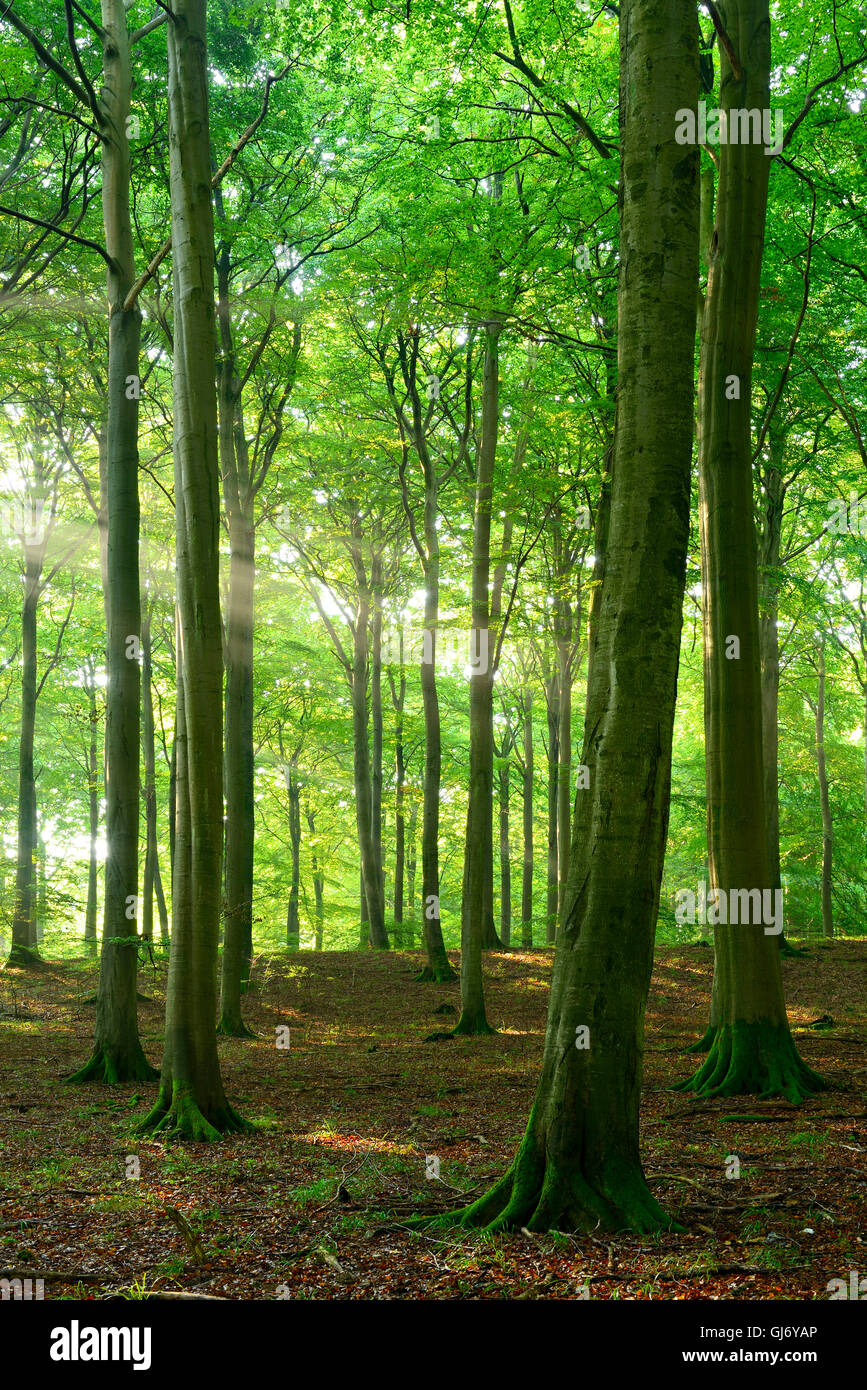 Sonnenstrahlen in die naturnahe Buchenwälder, Stubnitz, Nationalpark Jasmund, Insel Rügen, Mecklenburg-West Pomerania, Deutschland Stockfoto