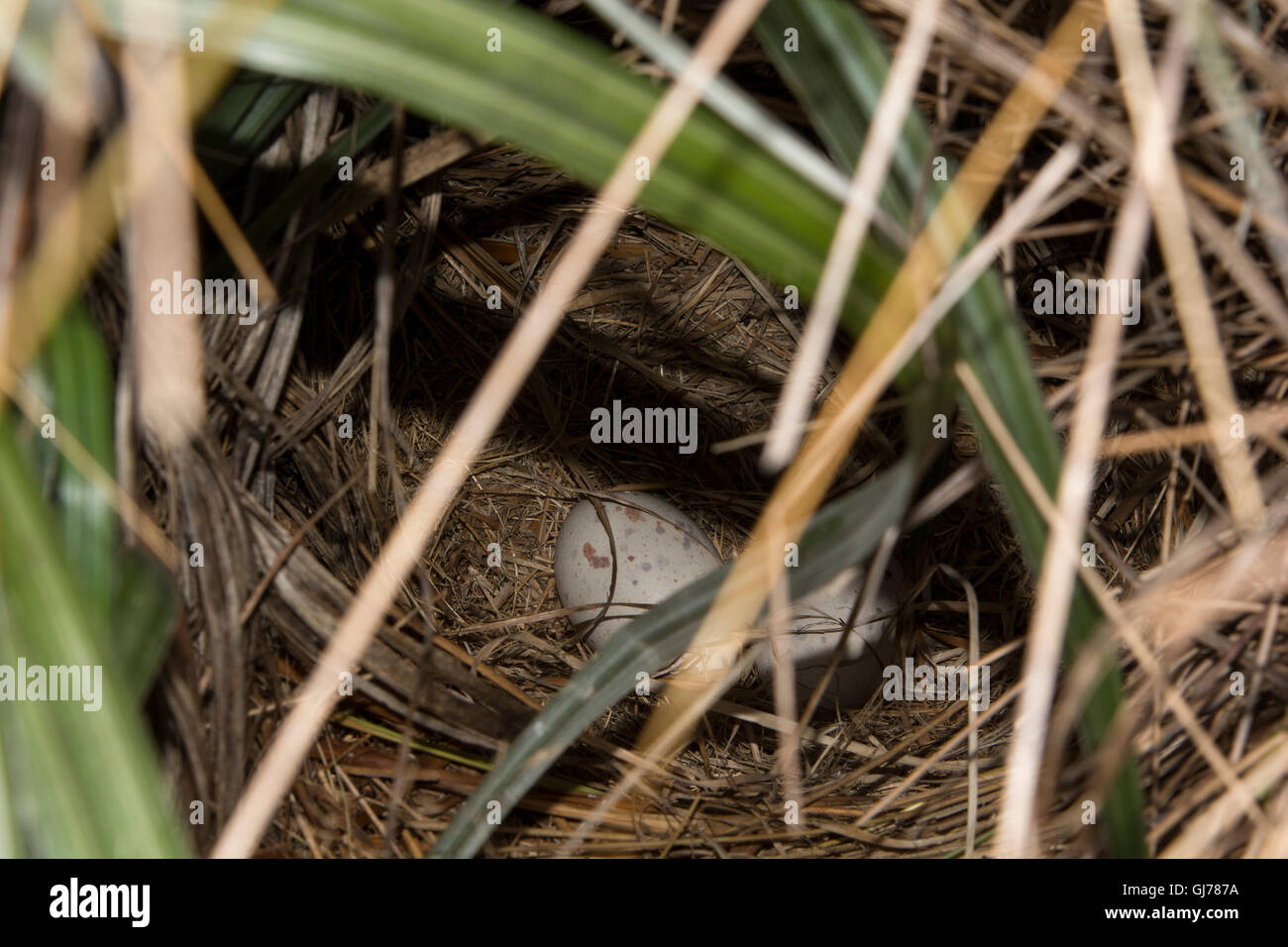 Ein Nest mit Eiern Takahe in einem Aufzucht-Programm für diese Neuseeland Vögel in einem gut eingezäunten Bereich auf Burwood Busch. Stockfoto