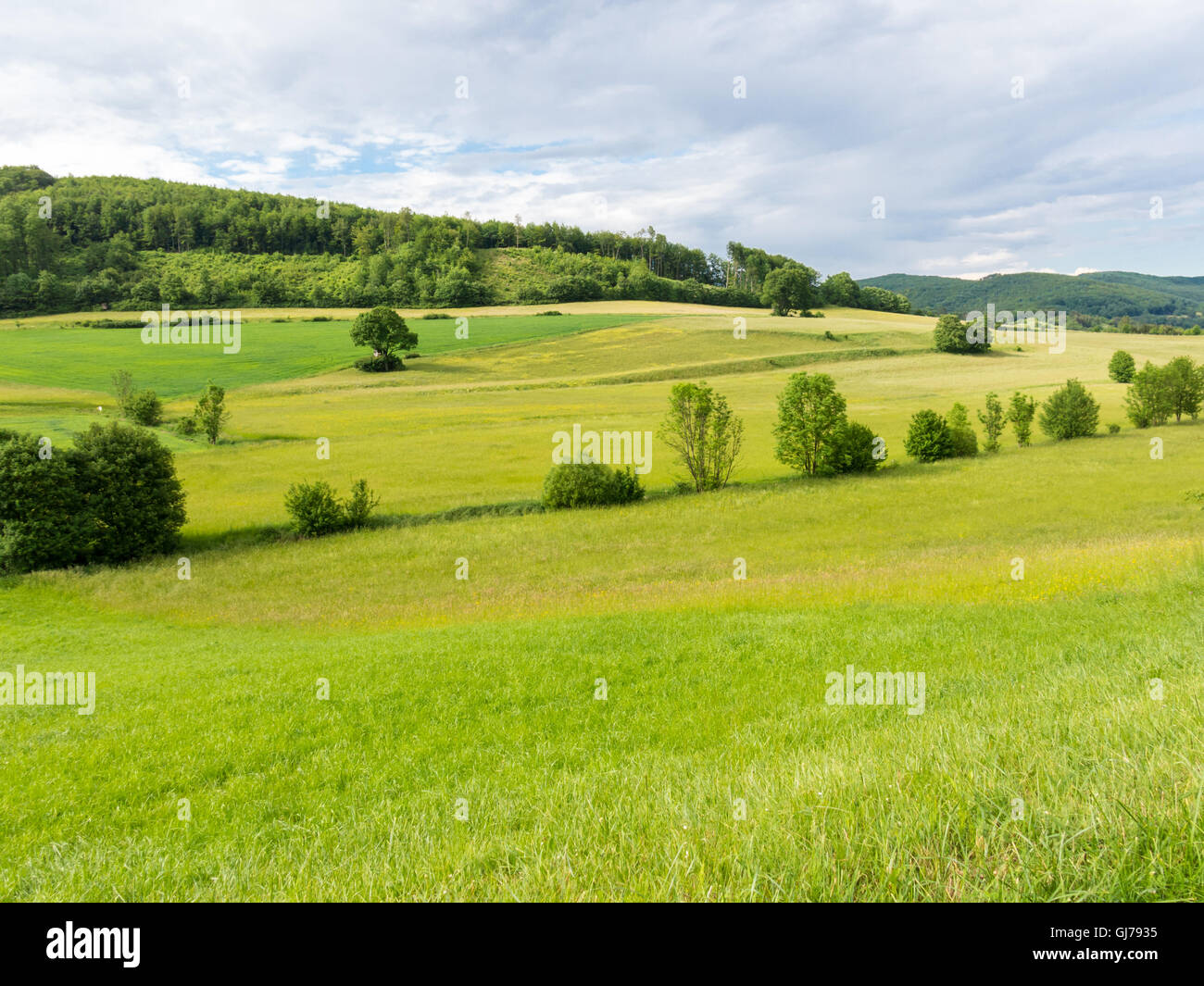 Hügelige Landschaft mit Bäumen und Feldern im Wienerwald in Niederösterreich, Österreich Stockfoto
