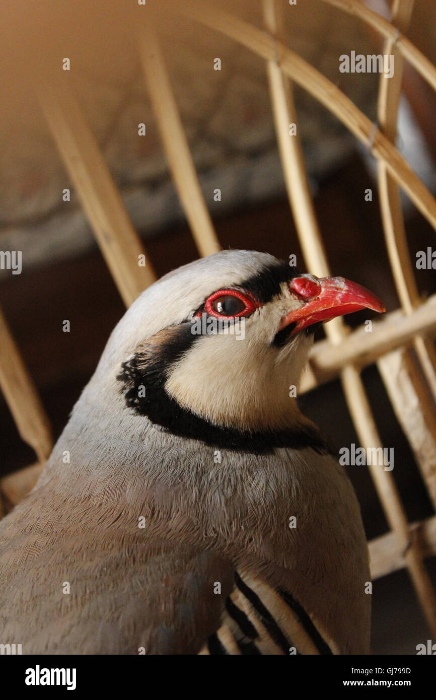 Schöner Vogel IN Kohat, Pakistan Stockfoto