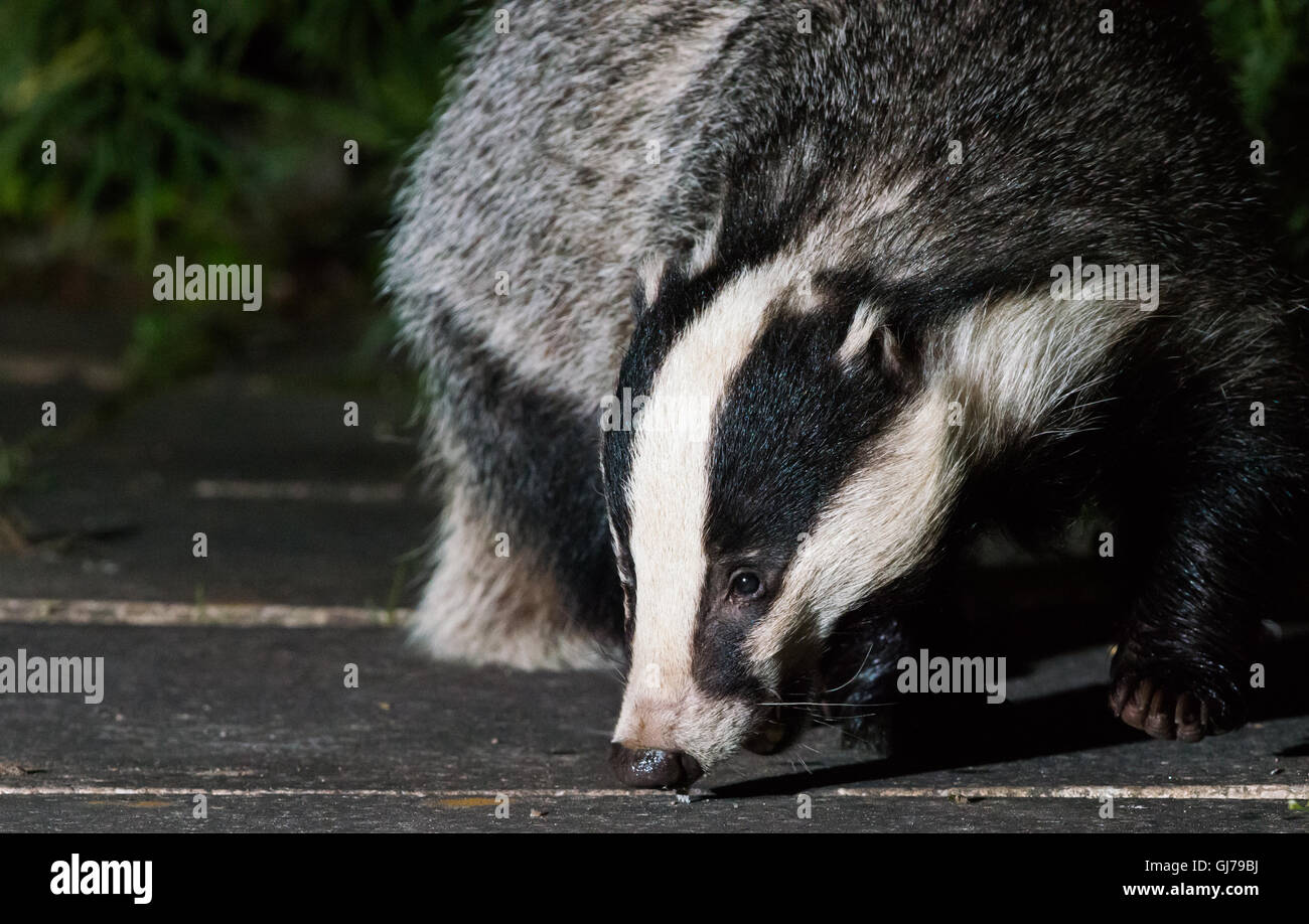 Dachs (meles meles), der in einem substädtischen Garten in Ceshire, Großbritannien, einlandt Stockfoto Dachs (meles meles), der in einem substädtischen Garten in Ceshire, Großbritannien, einlandt Stockfoto